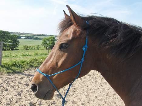 New Forest Egholms Mayo billede 11