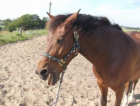 New Forest Egholms Mayo billede 13