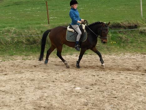 New Forest Egholms Mayo billede 14