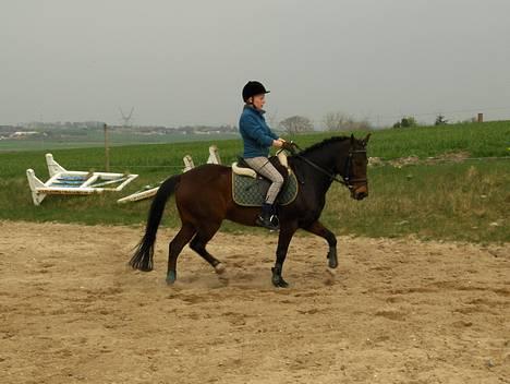 New Forest Egholms Mayo billede 15