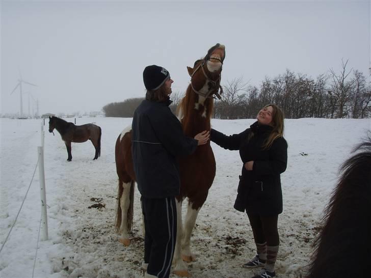 Pinto indi<33(solgt) - Velkommen til miin lille "hingst´s" fiil billede 1