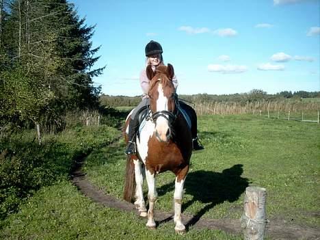 Pinto indi<33(solgt) - min anden tur på indedi <33 billede 2