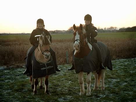 Pinto indi<33(solgt) - mig indi .. min søs og indis kærste beauty :b rider da lig een tu r billede 4