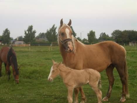 Palomino Gry - ihh, de er så fine (: billede 3