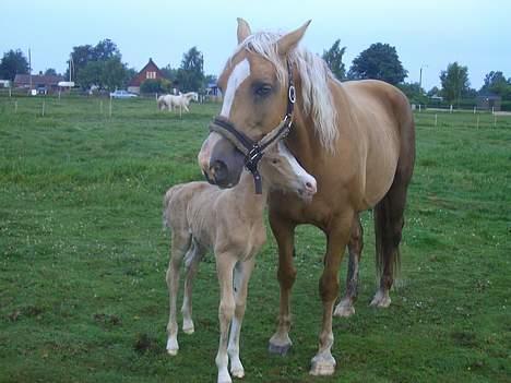 Palomino Gry - se lige hvor hun putter sig :b billede 4