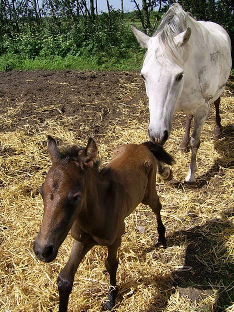 Welsh Pony af Cob-type (sec C) Skovbjergs Princess SOLGT - Hiiih miig & Miiin Moooar ! Ca. 2 timer efter jeg var blevet født !!  billede 1