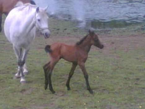 Welsh Pony af Cob-type (sec C) Skovbjergs Princess SOLGT - Haaah. .  kom så mooooaR !  billede 2