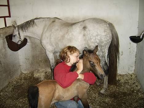 Welsh Pony af Cob-type (sec C) Skovbjergs Princess SOLGT billede 3