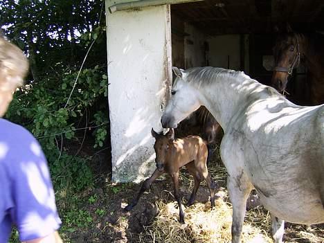 Welsh Pony af Cob-type (sec C) Skovbjergs Princess SOLGT - Huuuha, det er vist hvad man kalder Bambi på galt is ! Næsten lii da jeg var kommet til verden.  billede 4