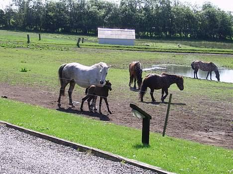 Welsh Pony af Cob-type (sec C) Skovbjergs Princess SOLGT - Huuuha, alle de der andre KÆMPE STORE heste er så voldsomme !!  billede 6