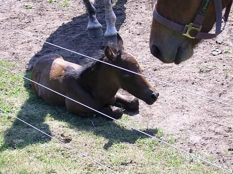 Welsh Pony af Cob-type (sec C) Skovbjergs Princess SOLGT - Huuha, man bliver sååååå træT!  billede 7