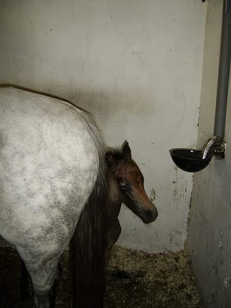 Welsh Pony af Cob-type (sec C) Skovbjergs Princess SOLGT - hiih, gemmer mig lii bag mor´s mååS heeh :D Tiiiite bøøøH ! :D  billede 9