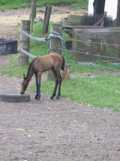 Welsh Pony af Cob-type (sec C) Skovbjergs Princess SOLGT - Hmm. . . Hvad er nu det for noget ?? :? Laaá miig smage på det. .  :)  billede 11
