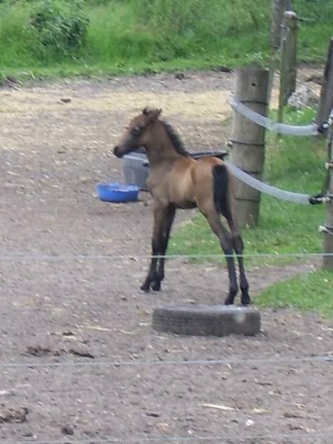 Welsh Pony af Cob-type (sec C) Skovbjergs Princess SOLGT - Hov ? ! Hvor er mor henne ??  billede 12