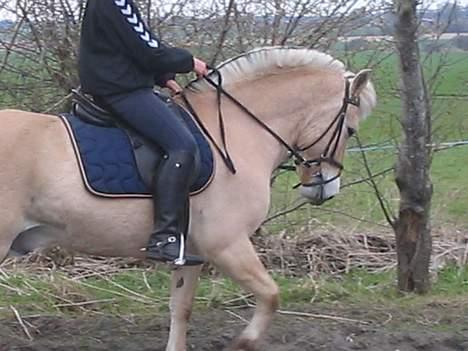 Fjordhest Bølle Bob solgt - gammelt. billede 8