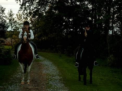 Pinto indi<33(solgt) - lidt dårligt .. men synes det er sjovt billede af indi .. snotten lige i vejret .. :D<3 billede 5