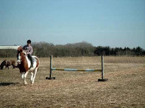 Pinto indi<33(solgt) - det eneste spring billede der er godt .. da min mor ikke er så god til at tage spring billede .. hun  optager nemlig i stedet for :b billede 6