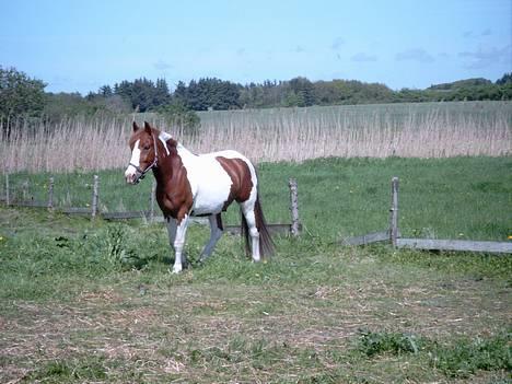 Pinto indi<33(solgt) - et sjælden syn indi laver andet at æde :b billede 9