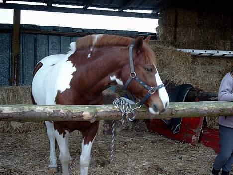 Pinto indi<33(solgt) - keder os .. da vi ventede på smeden skulle komme så hvorfor ikke lige tage nogle billeder:D<33 billede 10