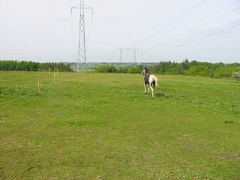 Anden særlig race Django *Solgt*  - Hov hvor er de andre de kom lidt for langt væk... hurtig gallop... billede 2