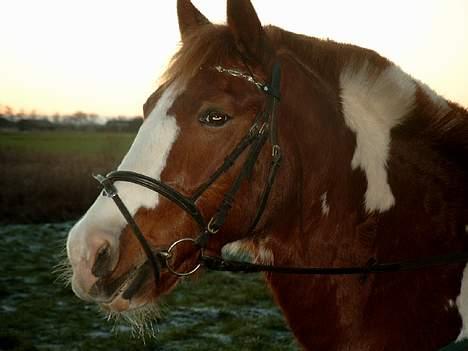 Pinto indi<33(solgt) - indis smukke hoved <33 :D billede 11