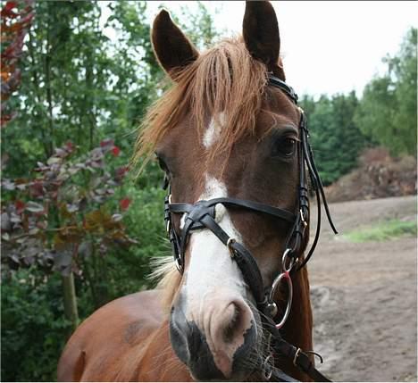 Welsh Pony (sec B) Avalon SOLGT - Avalon <3 billede 1