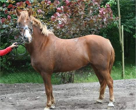 Welsh Pony (sec B) Avalon SOLGT - Bygningen<3´d; billede 2