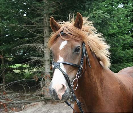 Welsh Pony (sec B) Avalon SOLGT - Hovede billede´d: billede 3