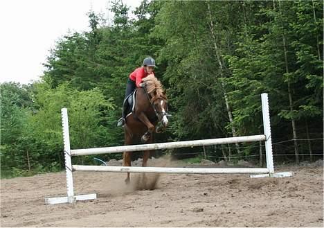 Welsh Pony (sec B) Avalon SOLGT - Savner den lille pony /: billede 8