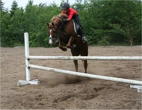 Welsh Pony (sec B) Avalon SOLGT - Min lille springhypp´q; billede 9