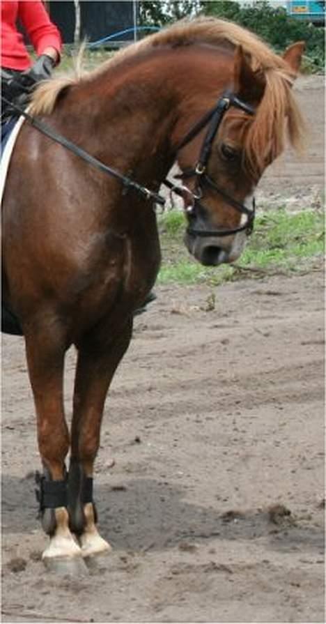 Welsh Pony (sec B) Avalon SOLGT - Stå billede´d;<3 billede 10