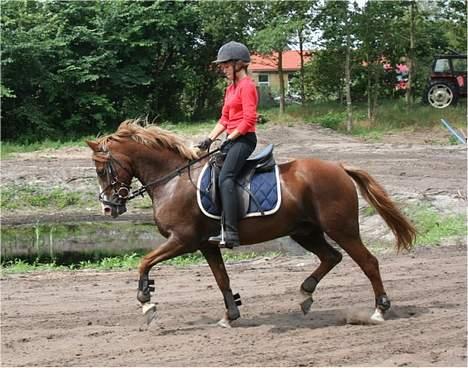 Welsh Pony (sec B) Avalon SOLGT - Traven igen<3´d: billede 11