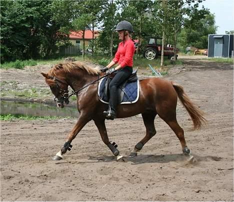 Welsh Pony (sec B) Avalon SOLGT - Øning´d: billede 12