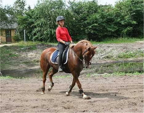 Welsh Pony (sec B) Avalon SOLGT - Øning igen´igen<3 billede 13