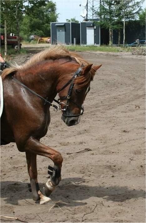 Welsh Pony (sec B) Avalon SOLGT - Galop, det første <3´d: billede 14