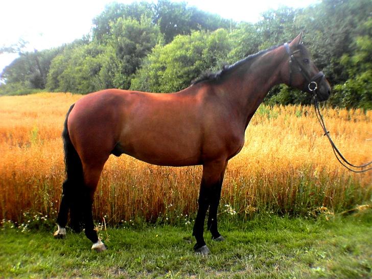 Dansk Varmblod Rubinstar *solgt* - Sommeren 2006 billede 8