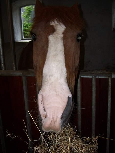 New Forest Cosmo billede 14