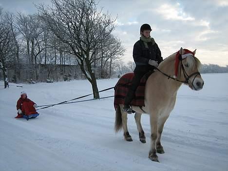 DSP Øster Brønderups Olivar - Vinter 2005 -  Iben på Laban og mig bag i kælken :) SÅ SJOVT ! :) Olle kunne vi ikke have foran fordi han var alt for ivrig til og kunne gå på vejen :) Hehe <3 billede 20