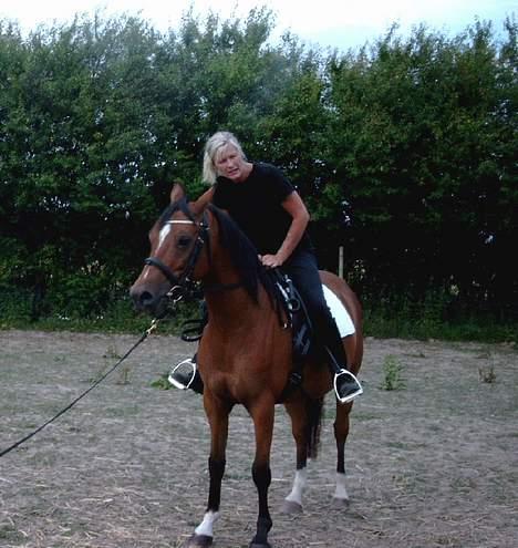 Arabisk fuldblod (OX) Babberups Don Diablo ox billede 11