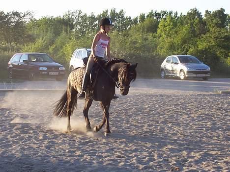 Anden særlig race Triumph  - Mig og Trisse i galop på ridebanen.  billede 2