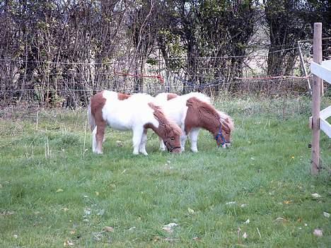 Shetlænder Elvis   - Elvis og Tarzan lige efter jeg har fået dem sep/okt 2004 billede 6