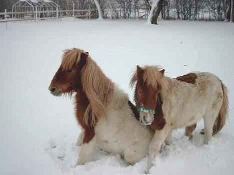 Shetlænder Elvis   - Elvis og Tarzan leger,når det bliver for meget for en af dem,når de leger sætter de sig på numsen:-)) billede 7