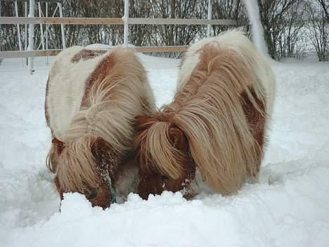 Shetlænder Elvis   - Hmm gud vide hvad de søger efter?? billede 8