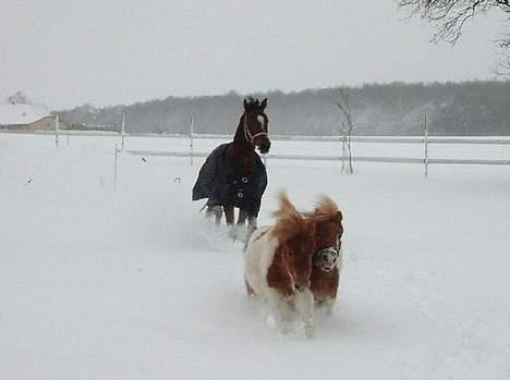 Shetlænder Elvis   - Så bliver de jaget af "storebror" Dondi:-) billede 9