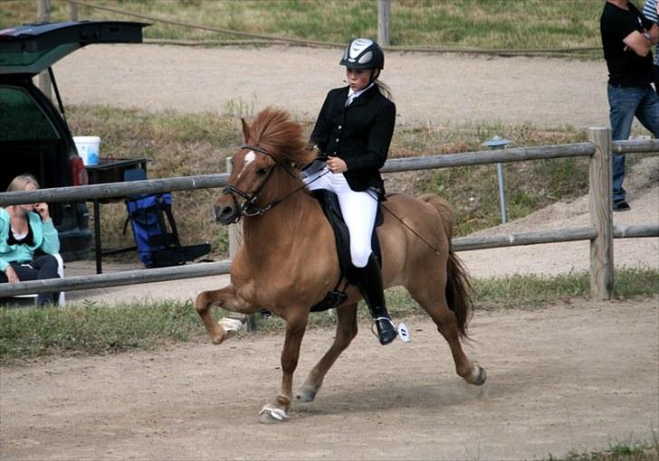 Islænder Landi fra Mols Bjerge - Landi og Caroline - fri tølt 2010 billede 11