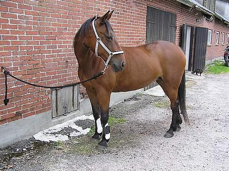 Anden særlig race *Matilde* (solgt) - fra sidste år billede 16