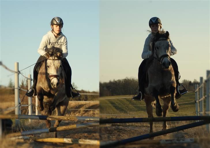 Anden særlig race Vanggården's Mister Magic - Sofie springer på Mister. Det er ca. 50 cm, og det er første gang han springer i rigtig rigtig lang tid. D. 11/3-09 billede 2