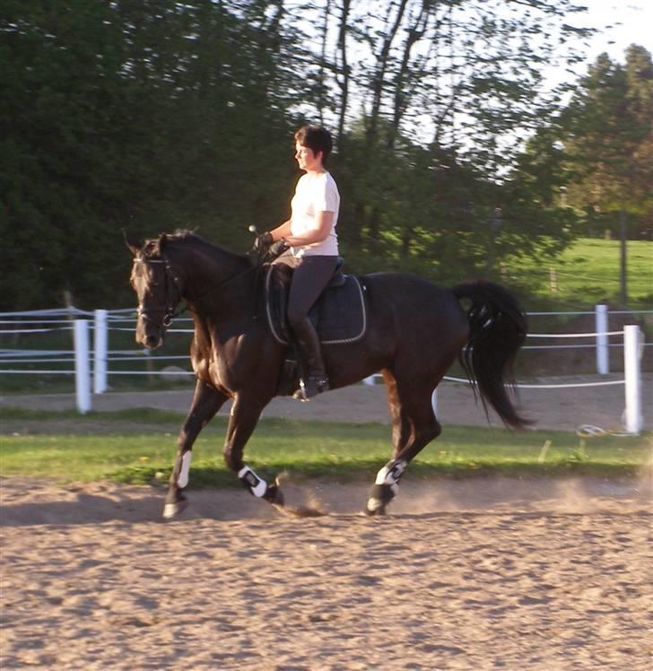 Anden særlig race Trojka (Himmelhest) - 2006 billede 9