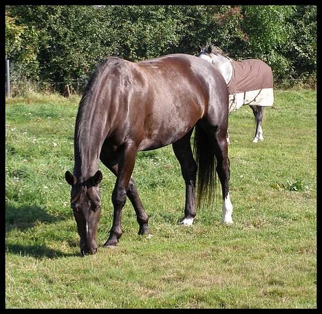 Anden særlig race Trojka (Himmelhest) - 2006 billede 10