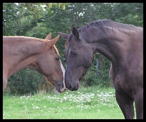 Anden særlig race Trojka (Himmelhest) - 2006 billede 11